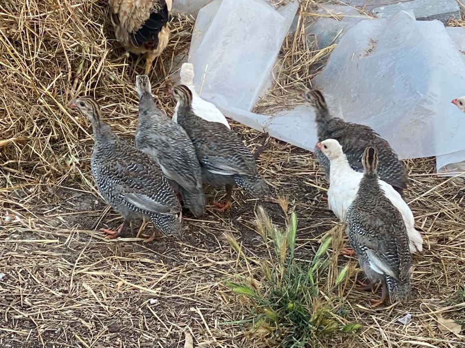 Galinhas da guiné