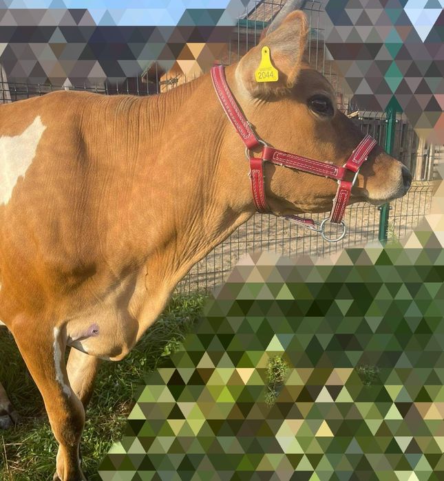 Недоуздок розм. Х красный продаж коровам быкам голштинской породы