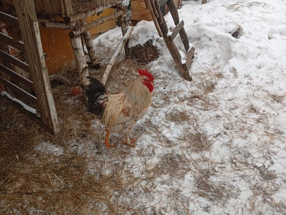 Продам кугутів..