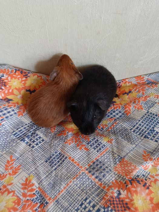 Морские свинки девка  мальчик