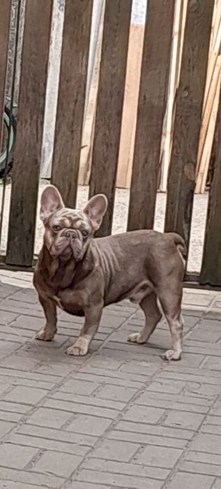 Вязка ізабелла ньюшейд  тан носій флаффі