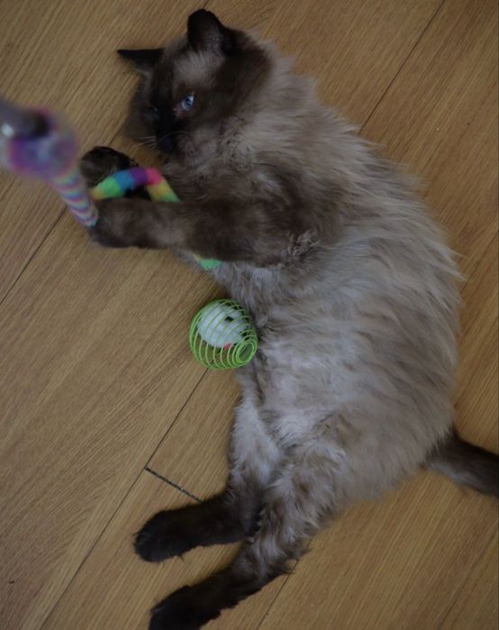 Gatinho para adoção responsável (LER DESCRIÇÃO)