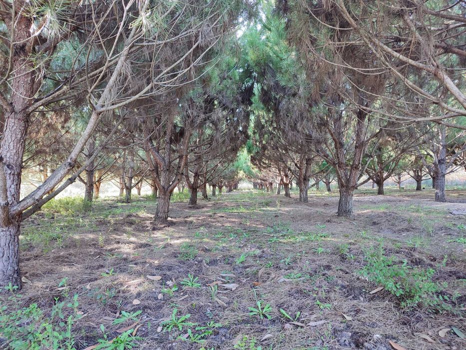 Vendo Terrenos - Vários