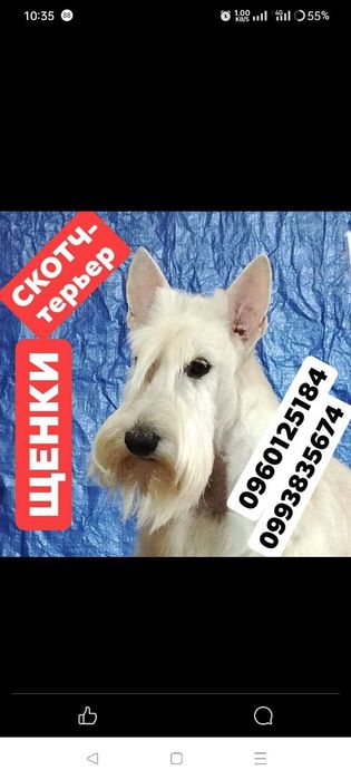 Скотч тер'єр. Цуценя. Дівчинка чорна