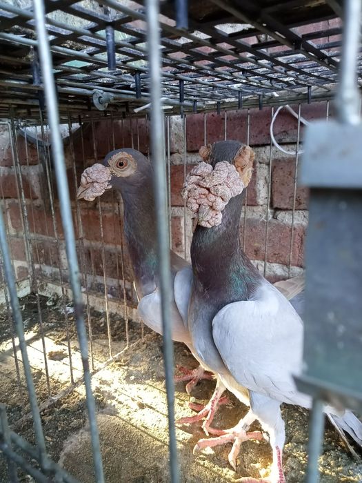 Gołębie kariery para