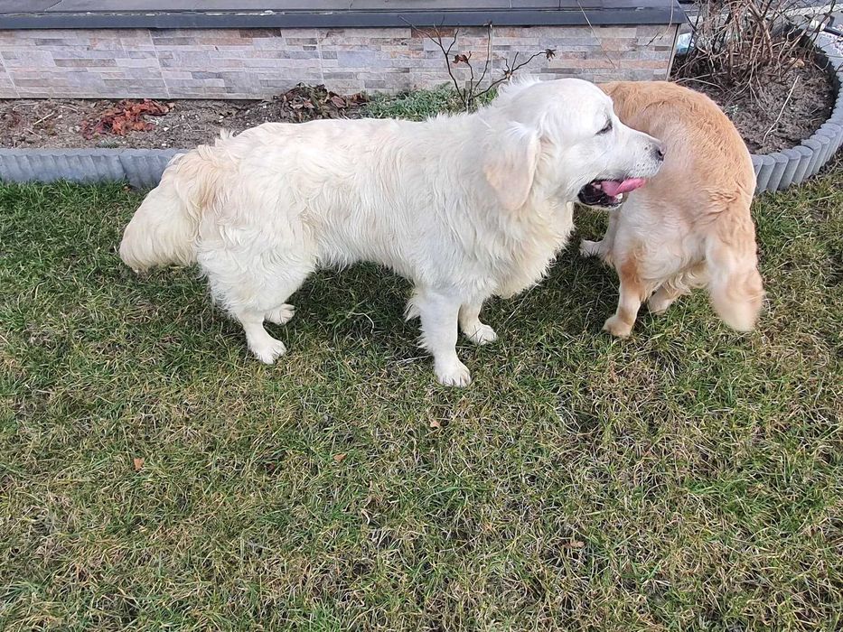 Golden Retriever kremowy piesek
