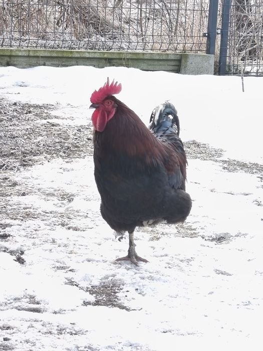 Koguty nioska green shell