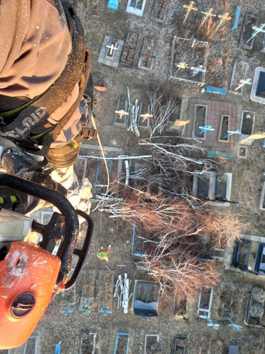 Спил, зрізання, видалення, обрізка аварійних дерев, арбористика