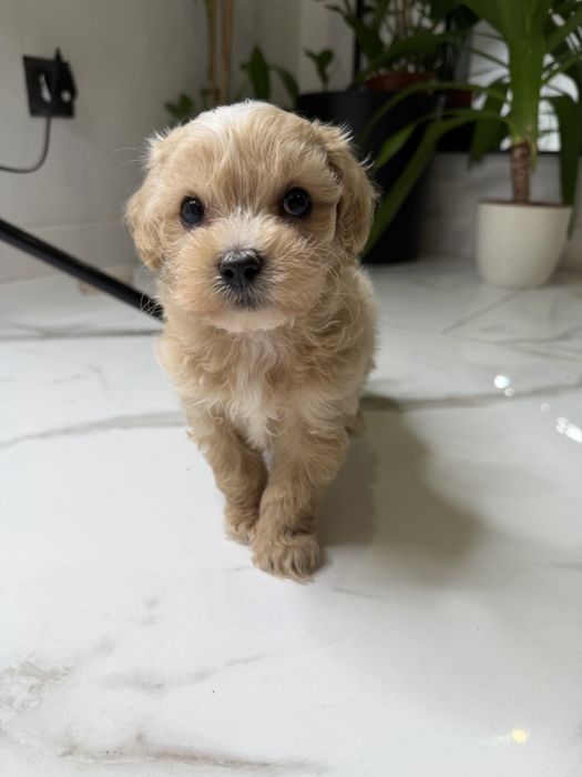 Malutki piesek maltipoo