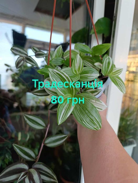 Комнатные  цветы