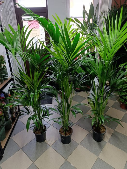 Howea Forsteriana - Kentia palma 150-180cm P21