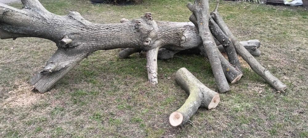 Sprzedam drzewo orzech włoski
