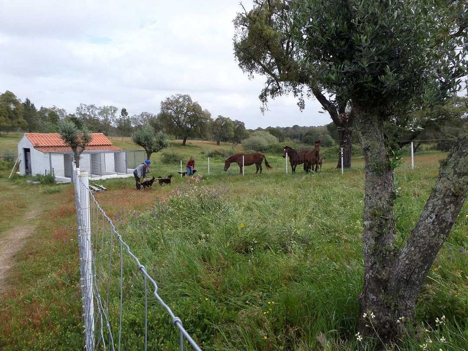 Mini Hotel pelo seu cão na Natureza