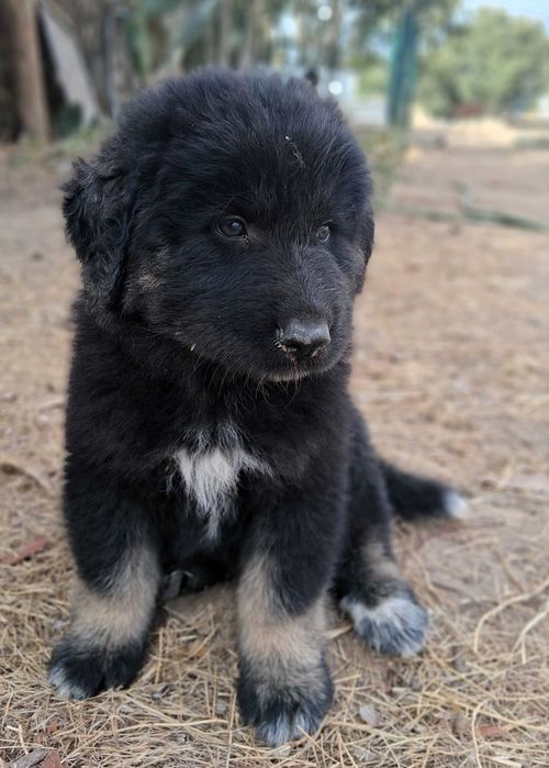Cão Serra da Estrela LOP