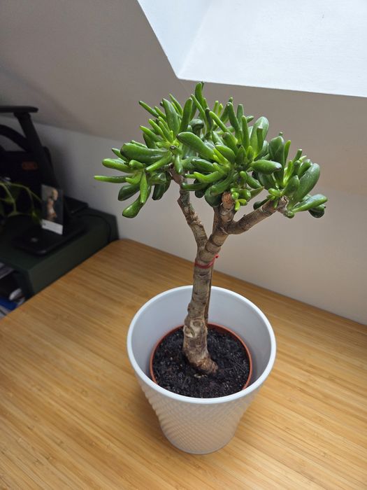 Formowana Crassula ovala odm. Hobbit