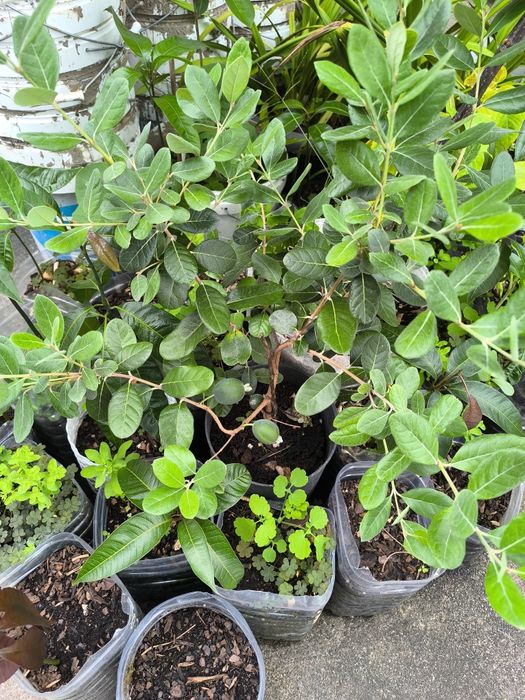 Árvore frutos, Feijoa a produzir