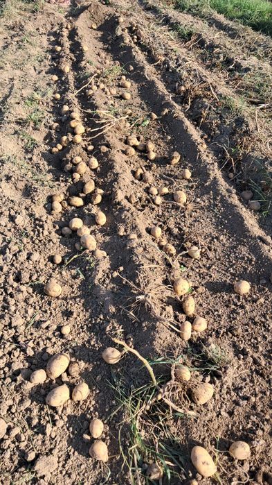 Ziemniaki ekologiczne Soraya