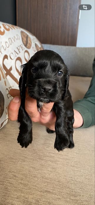 Cocker spaniel piesek