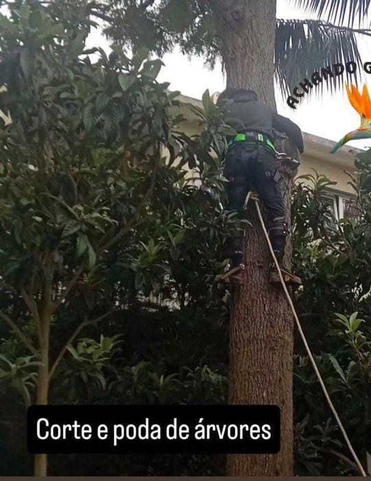 Limpeza de terrenos e corte de arvores