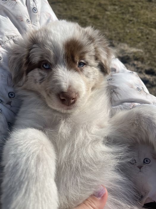 Piesek Border Collie
