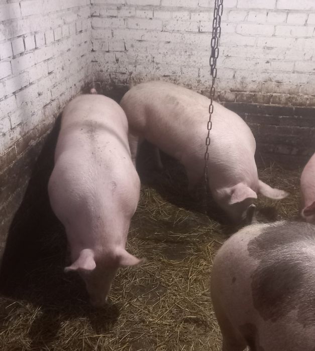Продам Свиней живою вагою