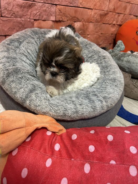 Sucxka Shih Tzu z rodowodem szczeniak
