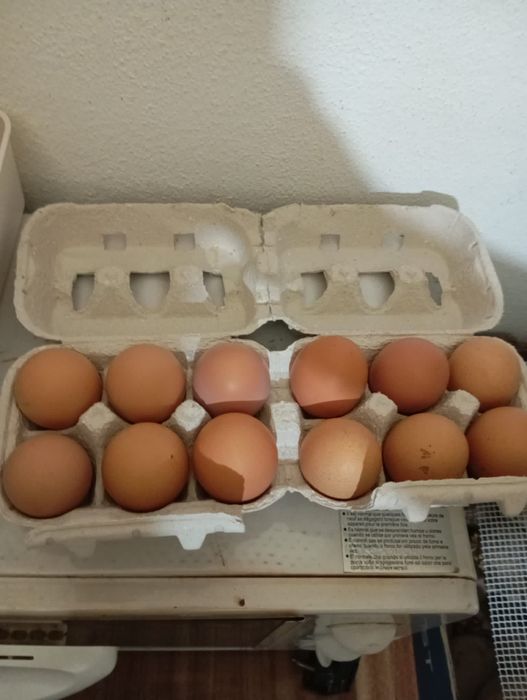 Ovos e cornodizes