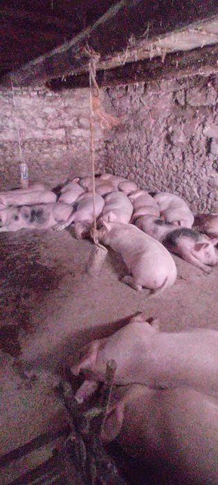 Продамо поросних свиноматок петрен ,ландарс ,біла велика