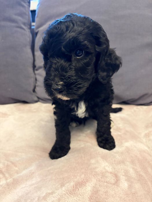 Labradoodle ostatni piesek