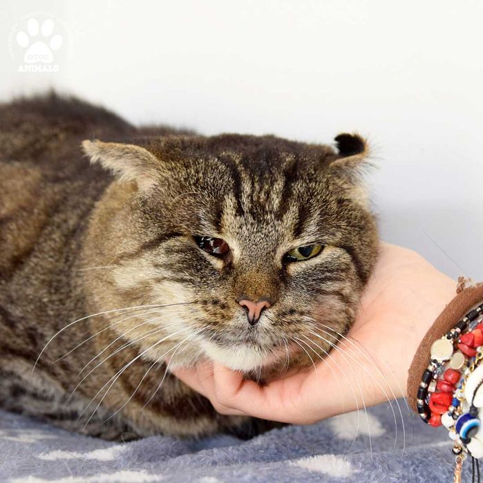 Spokojny Bahavas czeka na dom!