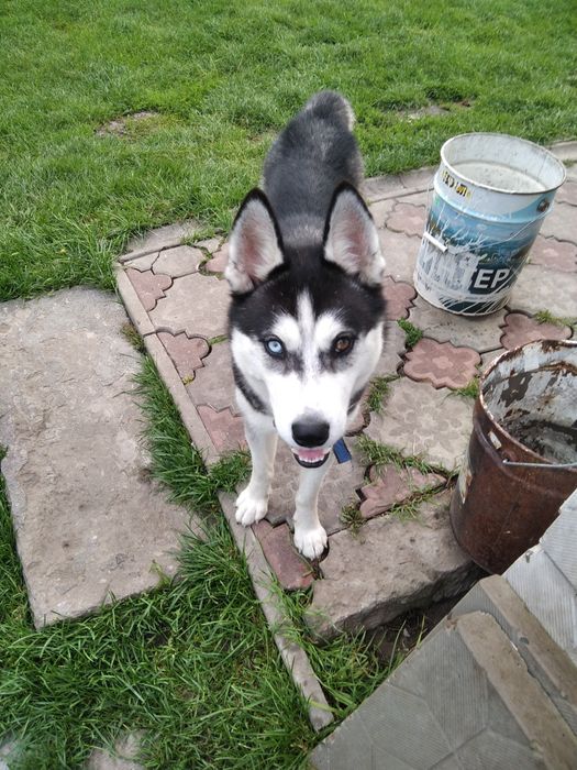 В'язка  Хаскі!!!