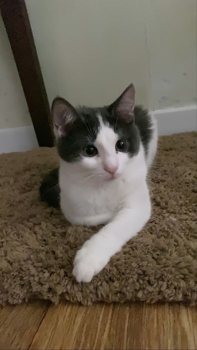 Котик у добрі руки