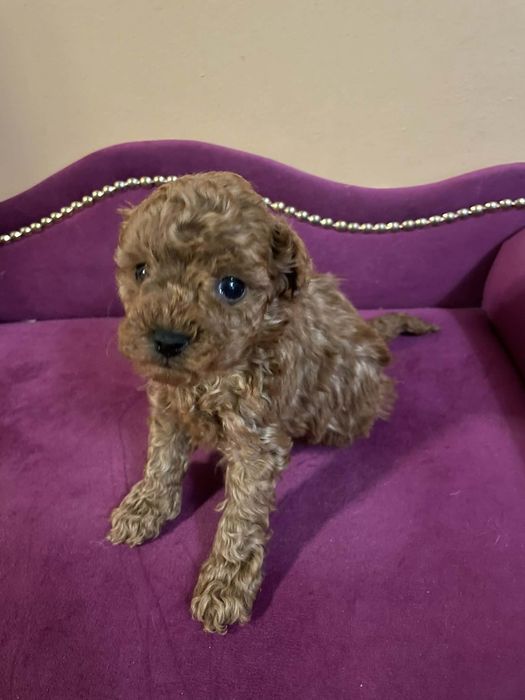 Pudel miniaturowy Suczka