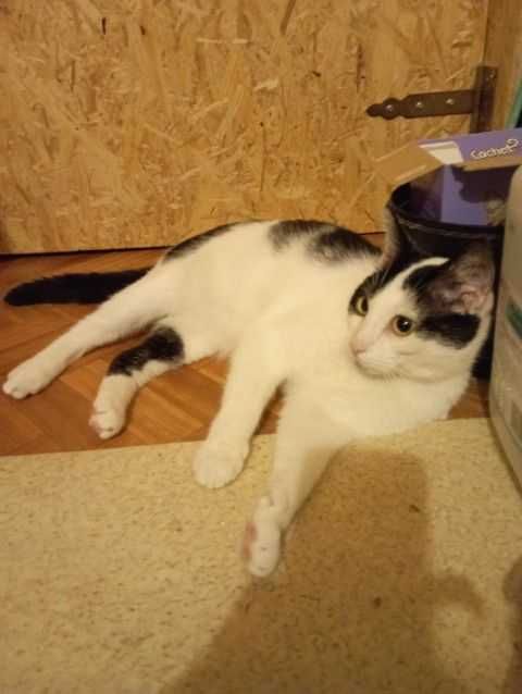 kotek Olaf - wyjątkowy kiciuś do adopcji
