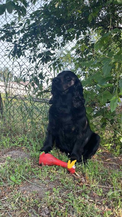 Хлопчик спаніеля шукає собі дівчинку