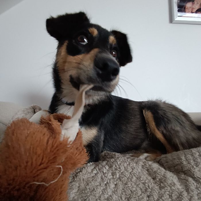 Tosia mała, młoda sunia do adopcji