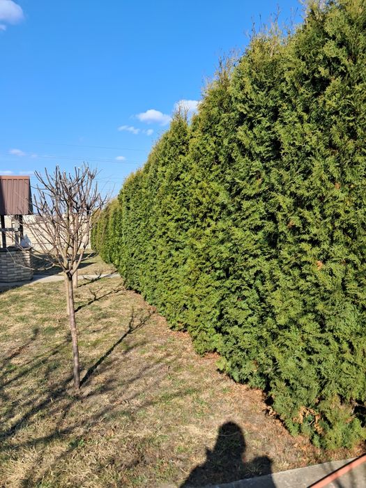 Продам туї висота 1,5 до 3 метра