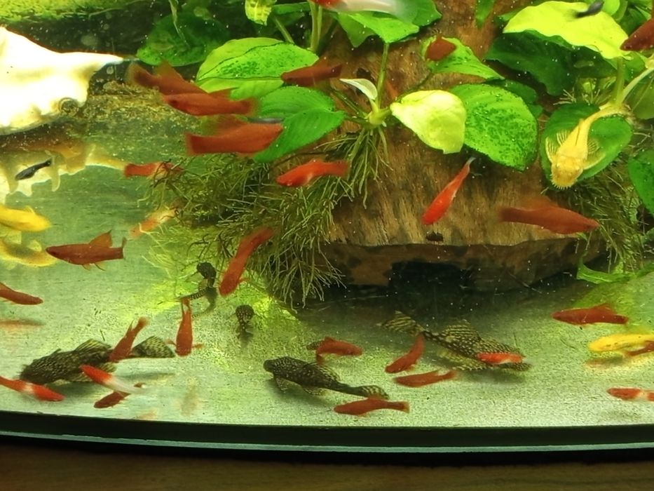 Mieczyki koi i kohaku