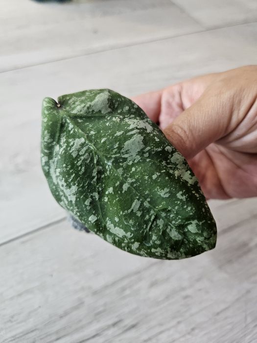 Hoya cinnamonifolia × imbricata