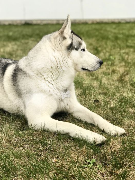 Злучка/вʼязка кобеля хаскі