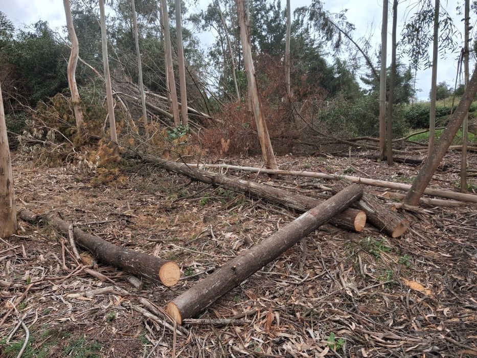 Limpeza de terrenos