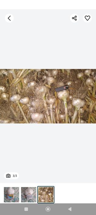 Чеснок Рокамболь