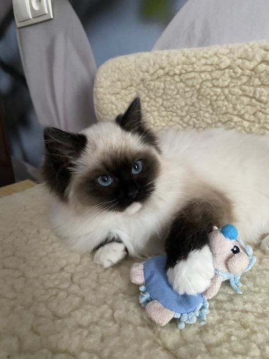 Породисті кошенята Регдол/Ragdoll