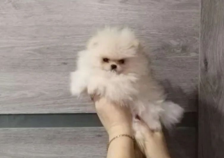 Пушистые мимишки шпицы