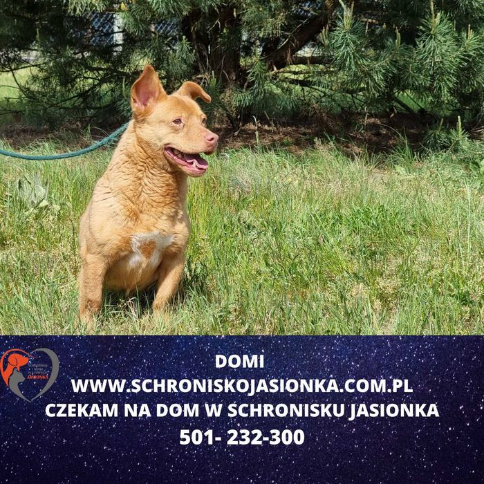 Domi do adopcji – Schronisko Jasionka