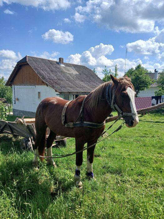 Продам жеребця 3,5 років