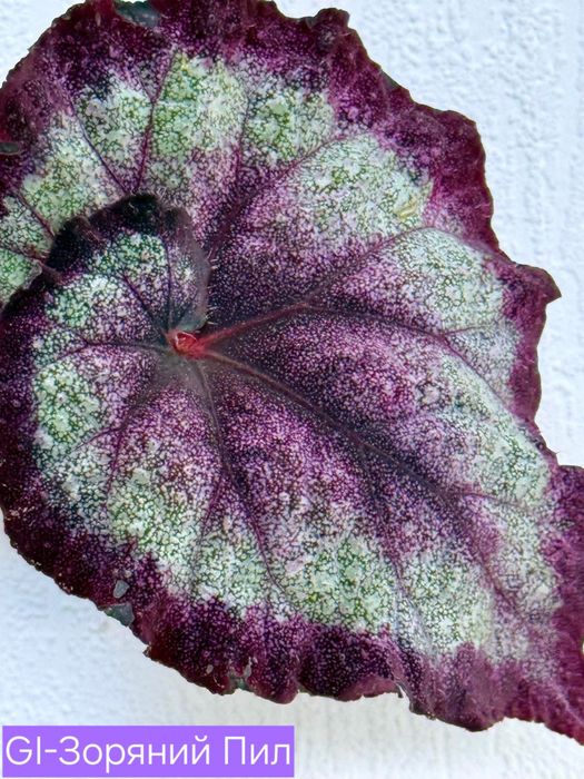 Бегонія сортові дітки