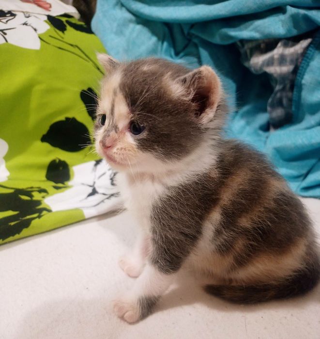 Шотландська принцеса трьох кольорного окрасу  для благополуччя