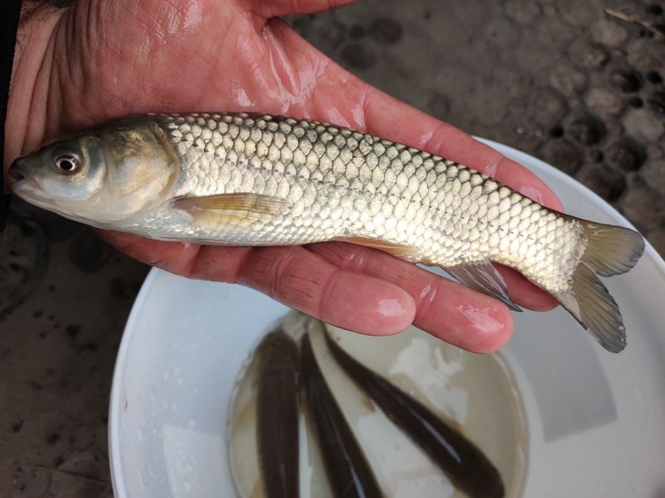 Karp lin Amur itp