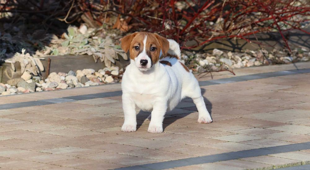 Śliczny Jack Russell Terrier ZKwP FCI-piesek z wzorcowej hodowli